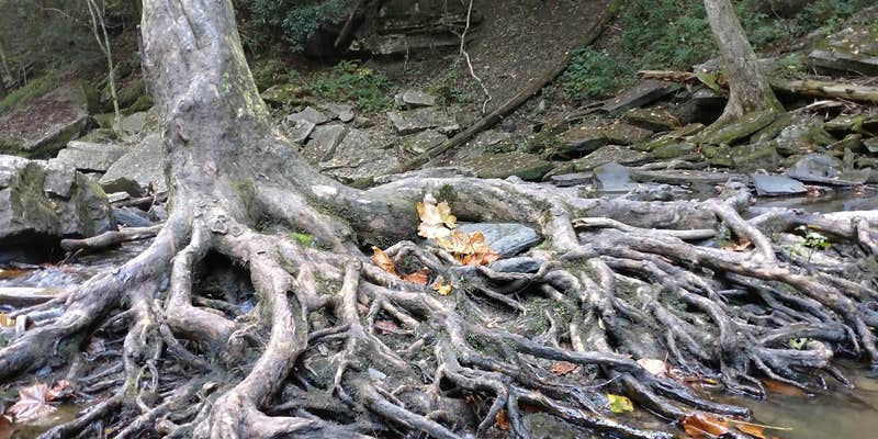 Camper submitted image from Alum Gap Campground — Savage Gulf State Park