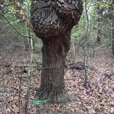 Review photo of Purtis Creek State Park Campground by Cortney H., May 15, 2019