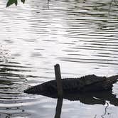 Review photo of Lake Fausse Pointe State Park Campground by Melissa K., May 15, 2019