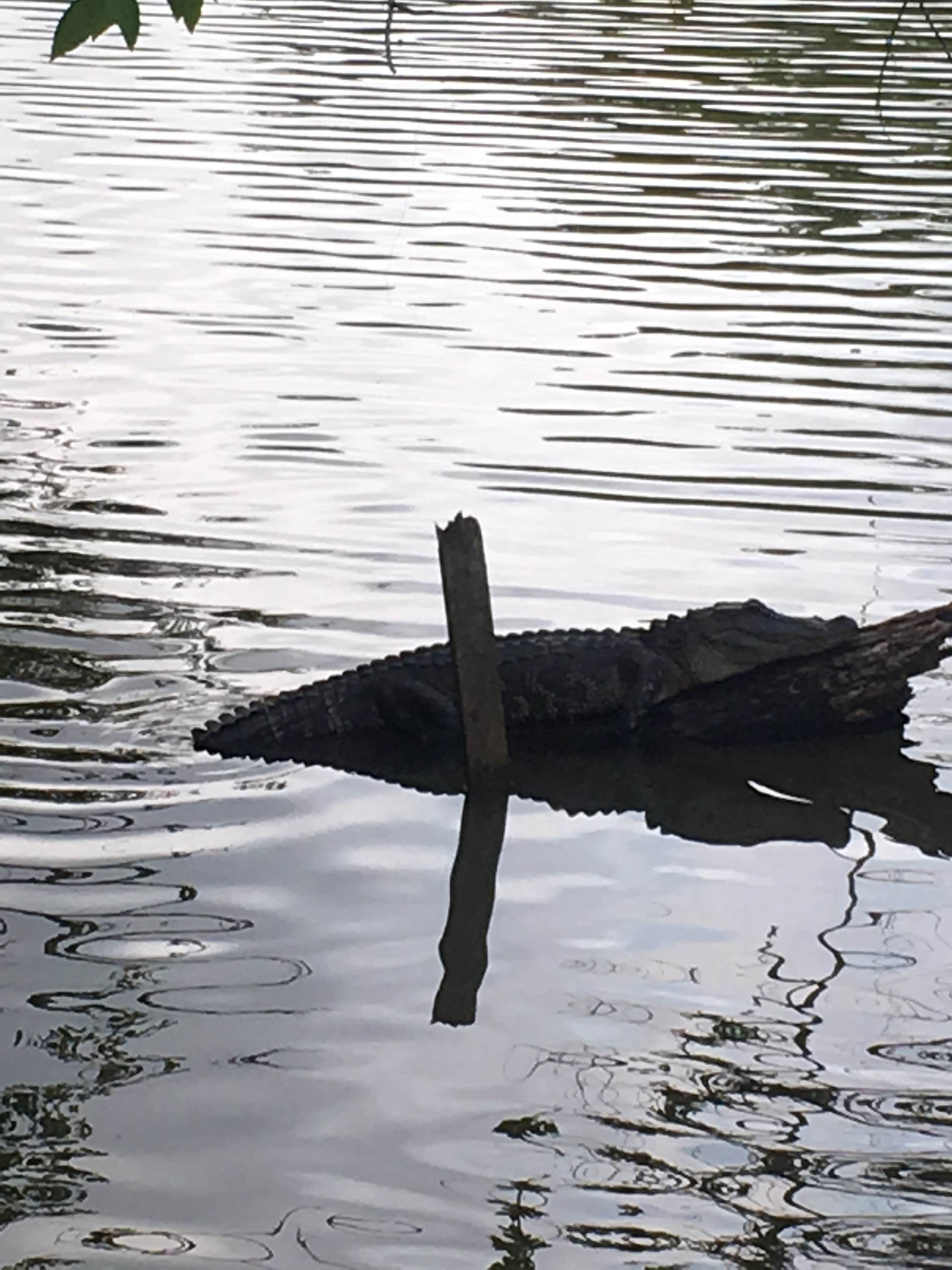 Camper submitted image from Lake Fausse Pointe State Park Campground - 3