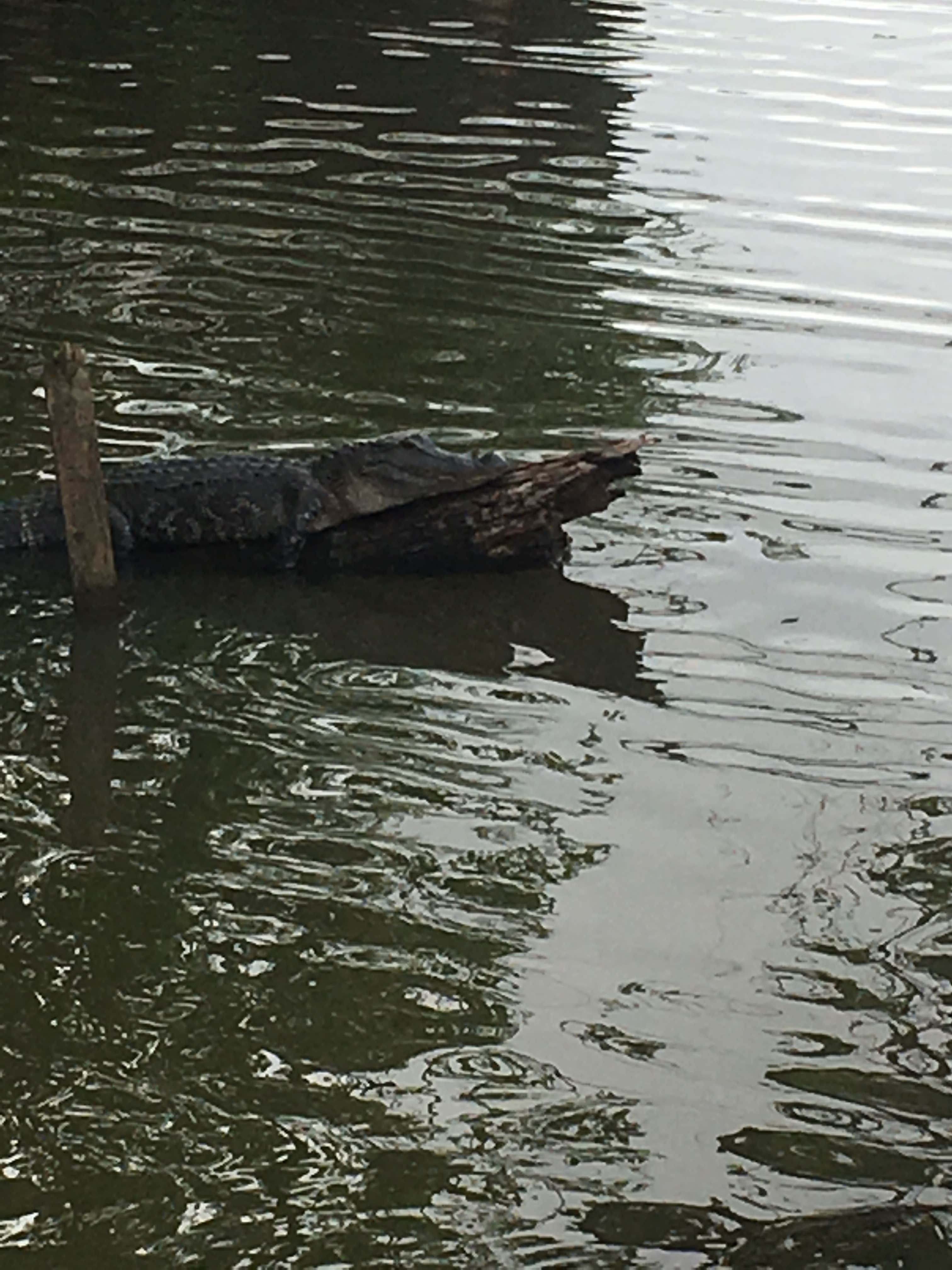 Camper-submitted photo at Lake Fausse Pointe State Park Campground near Baton Rouge, LA