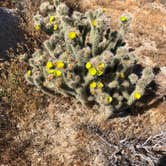 Review photo of Culp Valley Primitive Campground — Anza-Borrego Desert State Park by Jill E., May 15, 2019