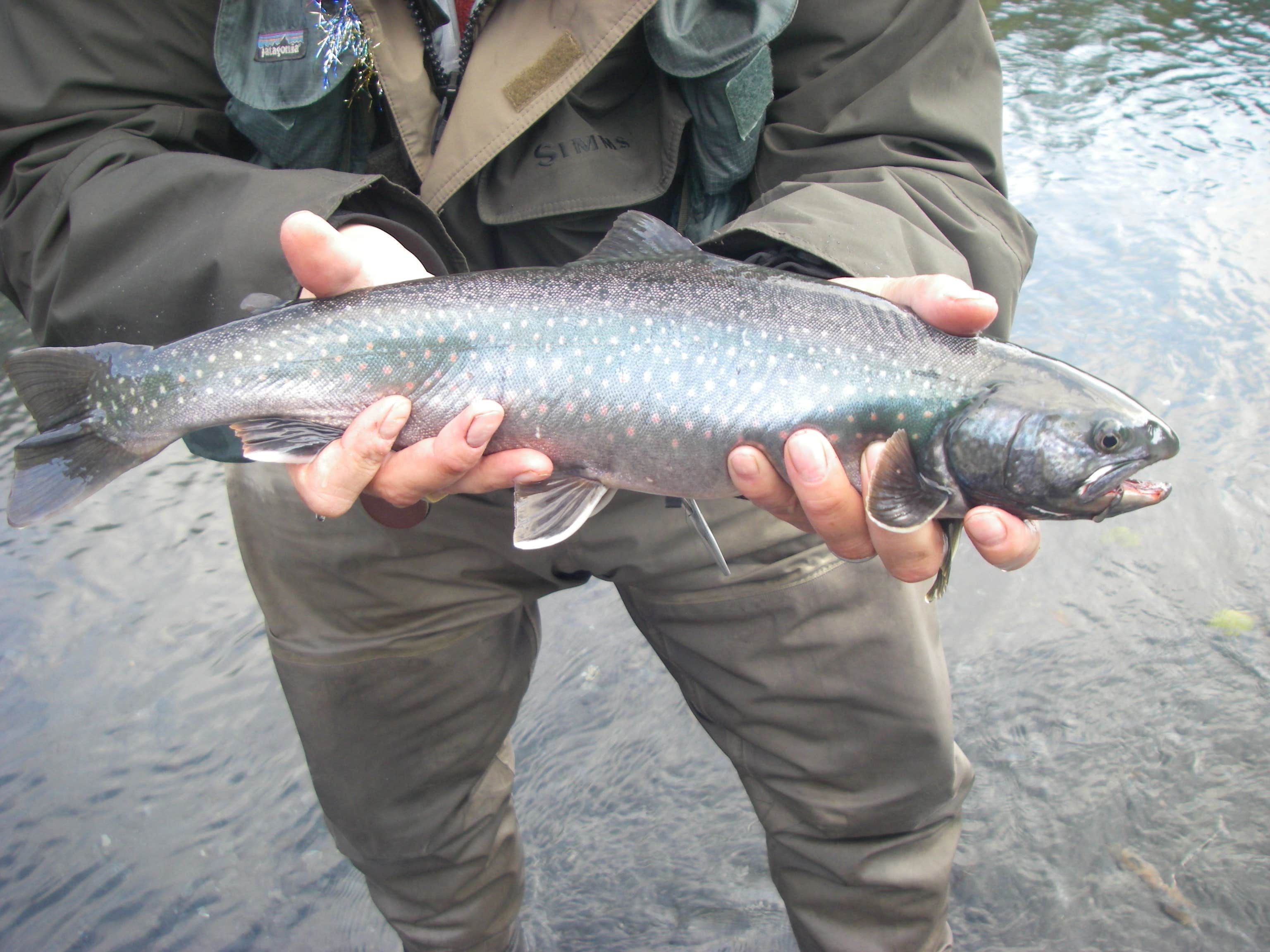 Camper submitted image from Buskin River State Rec Area - 4