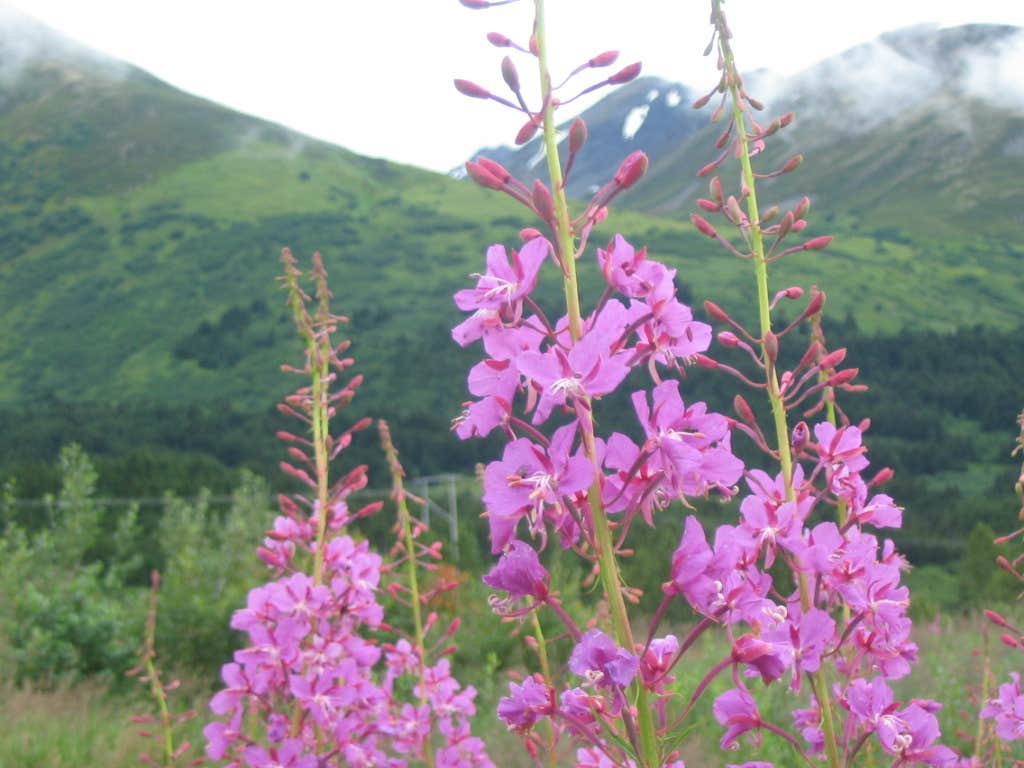 Nature