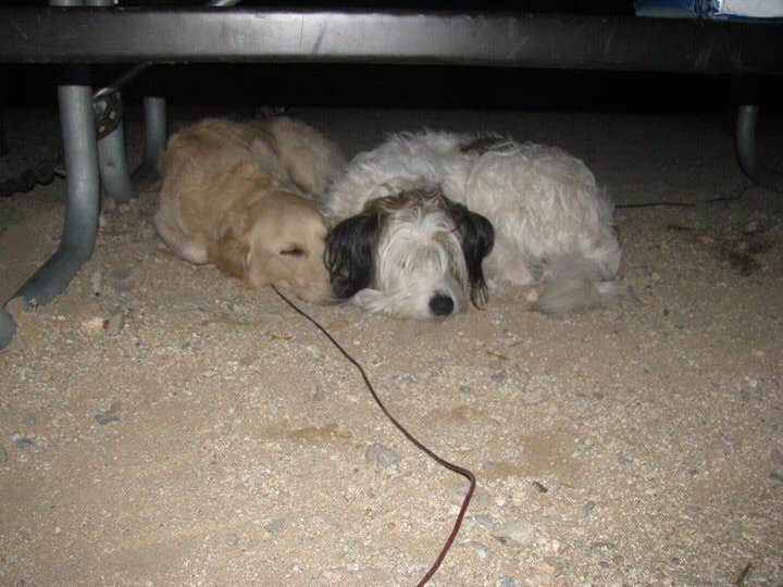 Jill E.'s photo of camping with pets at Ocotillo Wells State Vehicular Recreation Area near Ocotillo, CA