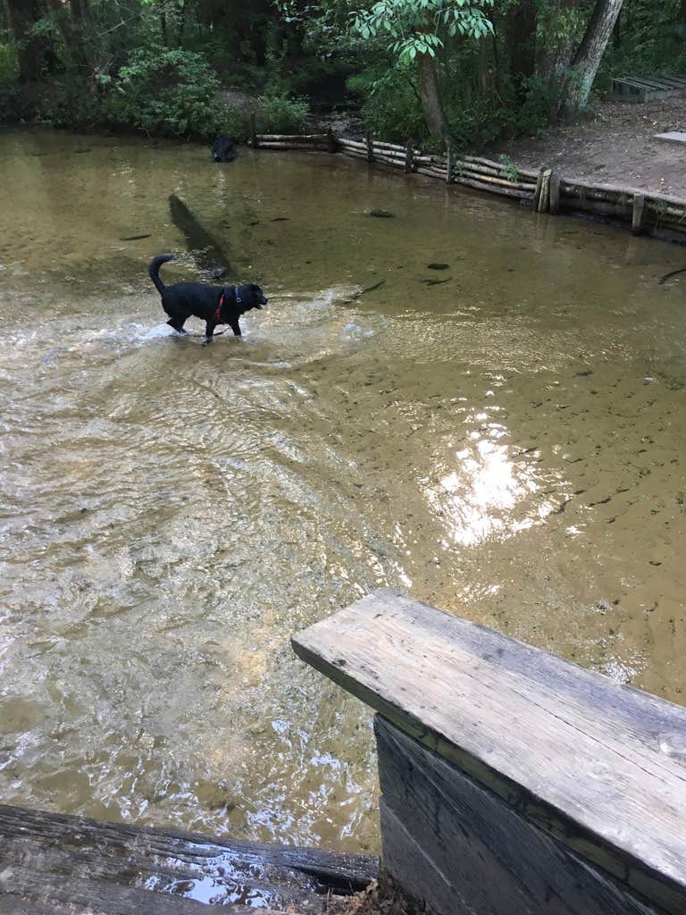 Georgeann D.'s photo of camping with pets at White River RV Park & Campground near Muskegon, MI