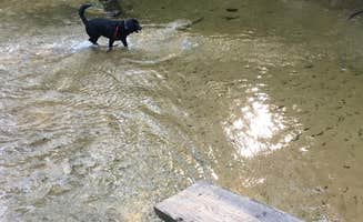Georgeann D.'s photo of camping with pets at White River RV Park & Campground near White Cloud, MI