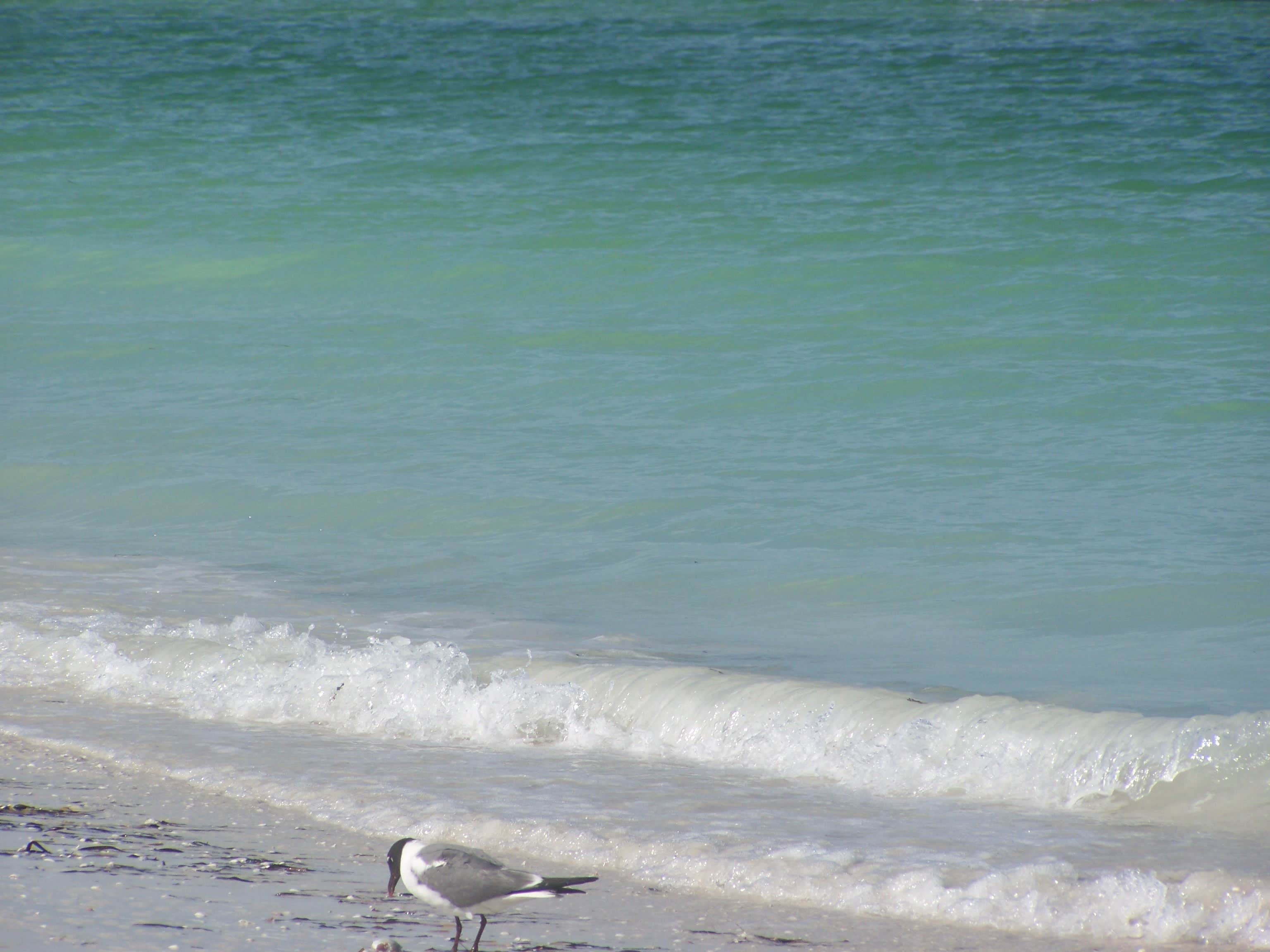 Camper submitted image from Sea Camp Campground — Cumberland Island National Seashore - 3
