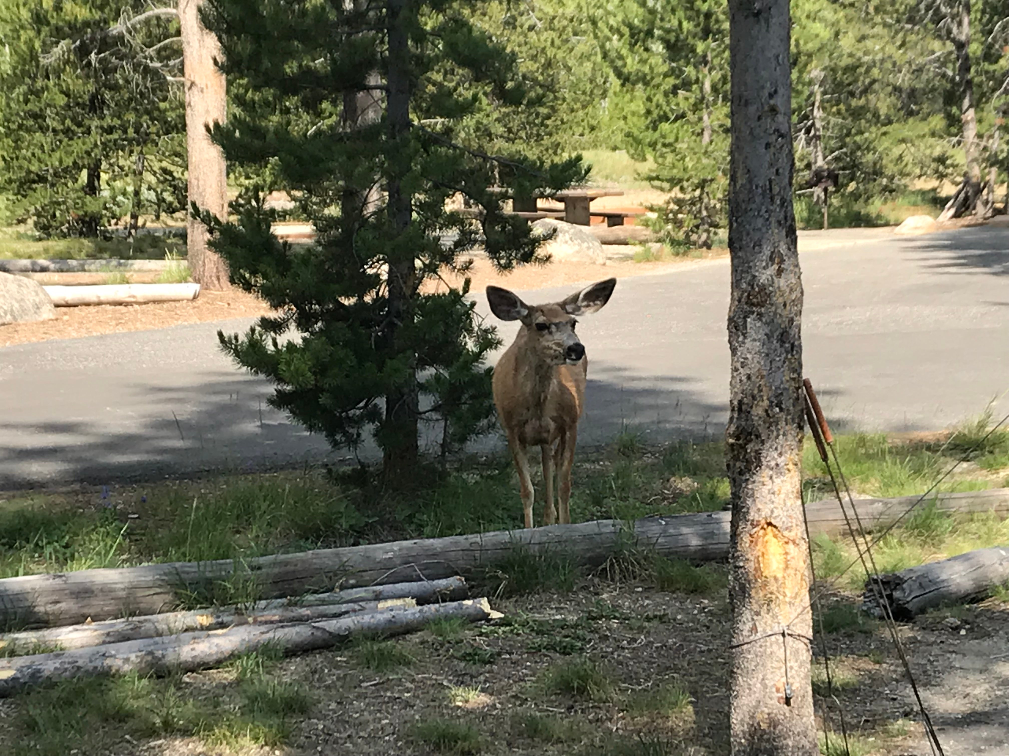Visitor to camp