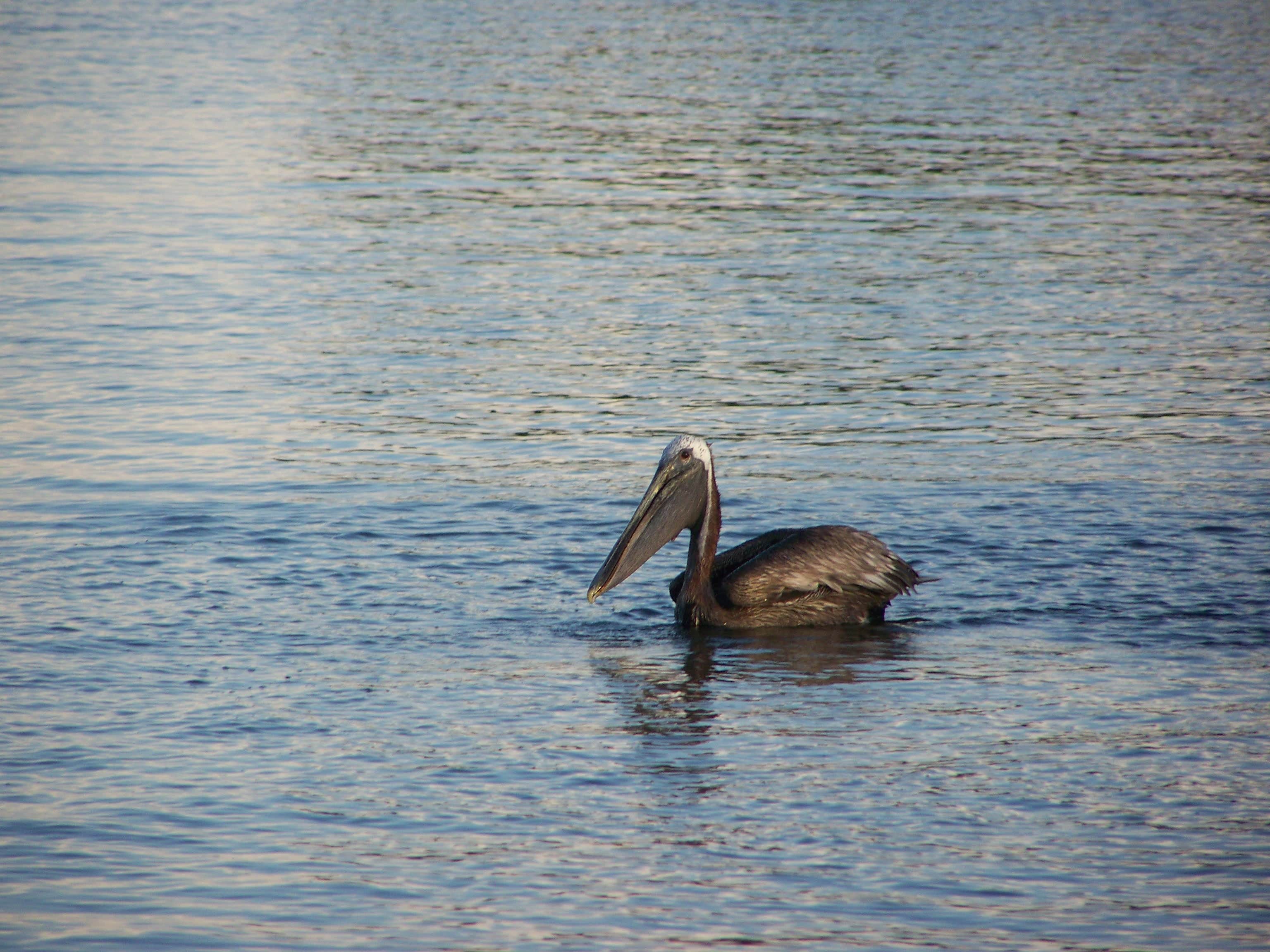 Camper submitted image from Sea Camp Campground — Cumberland Island National Seashore - 4