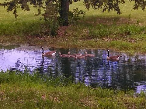 Our small pond with a family of geese!