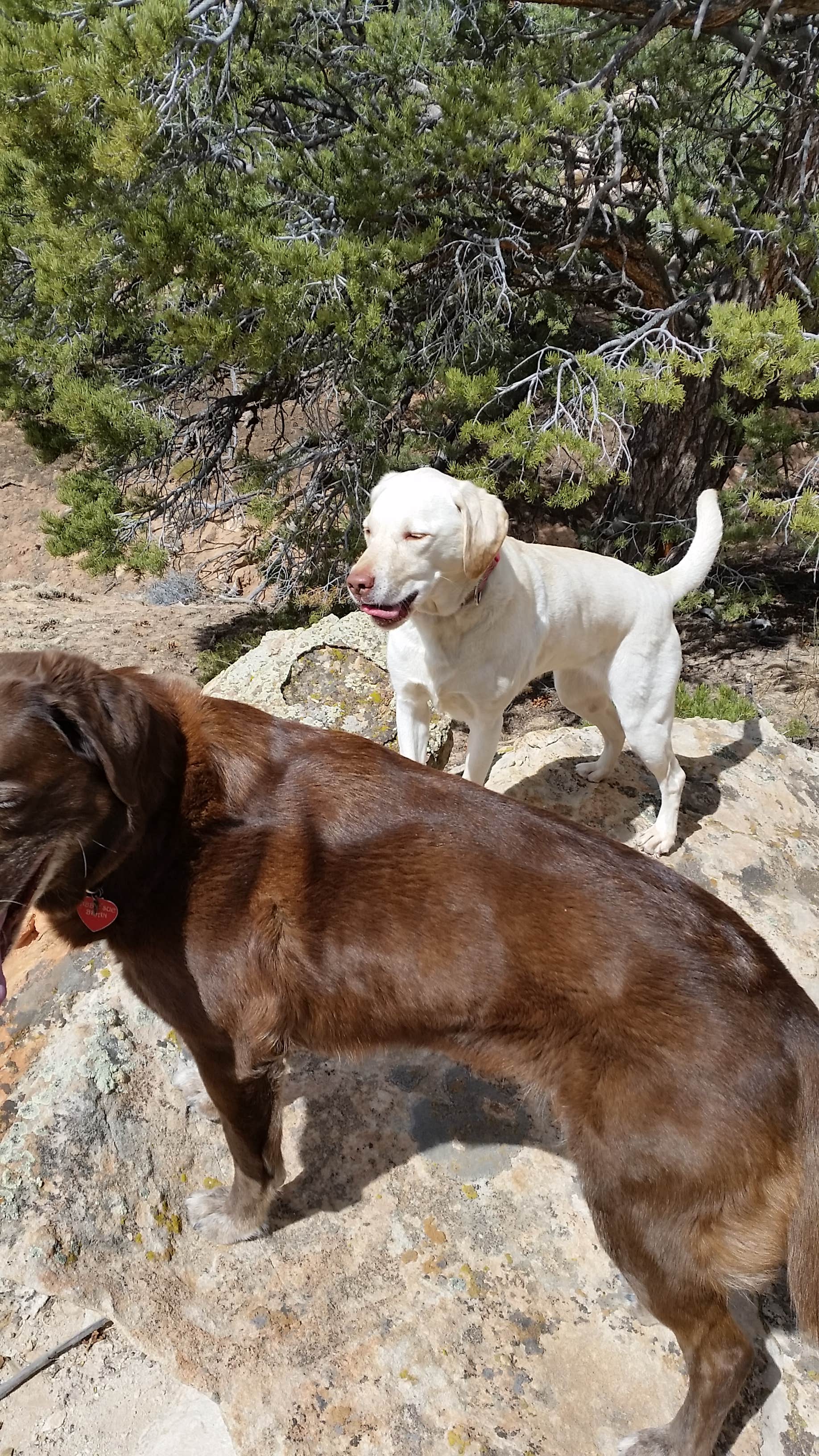 Brad B.'s photo of camping with pets at Fruita Campground — Capitol Reef National Park near Capitol Reef National Park