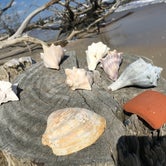 Review photo of Edisto Beach State Park Campground by Erica , May 16, 2019
