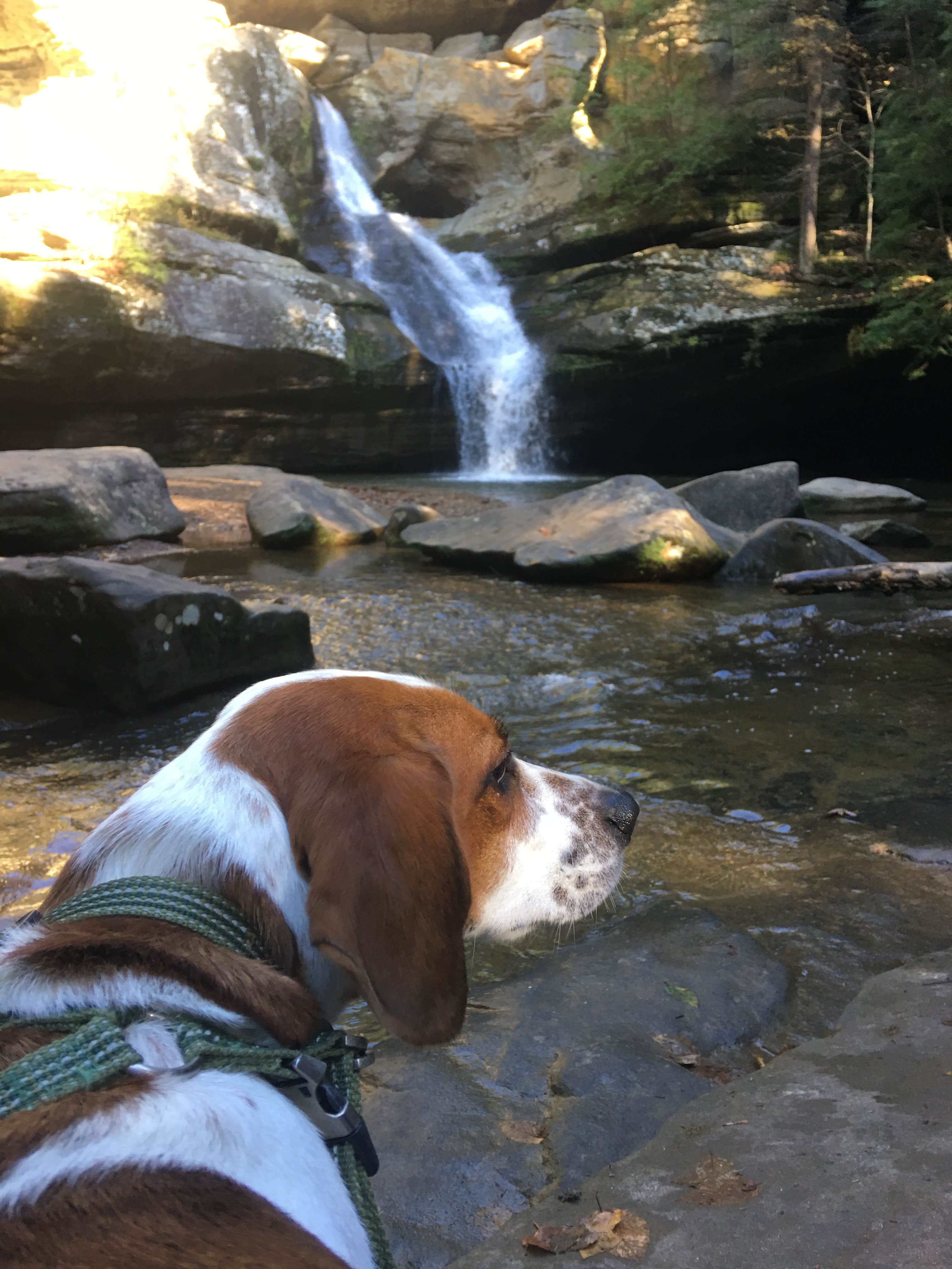 Grace D.'s photo of camping with pets at Hocking Hills State Park Campground near Cutler, OH