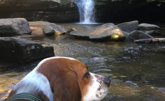 Grace D.'s photo of camping with pets at Hocking Hills State Park Campground near Huntsville, OH