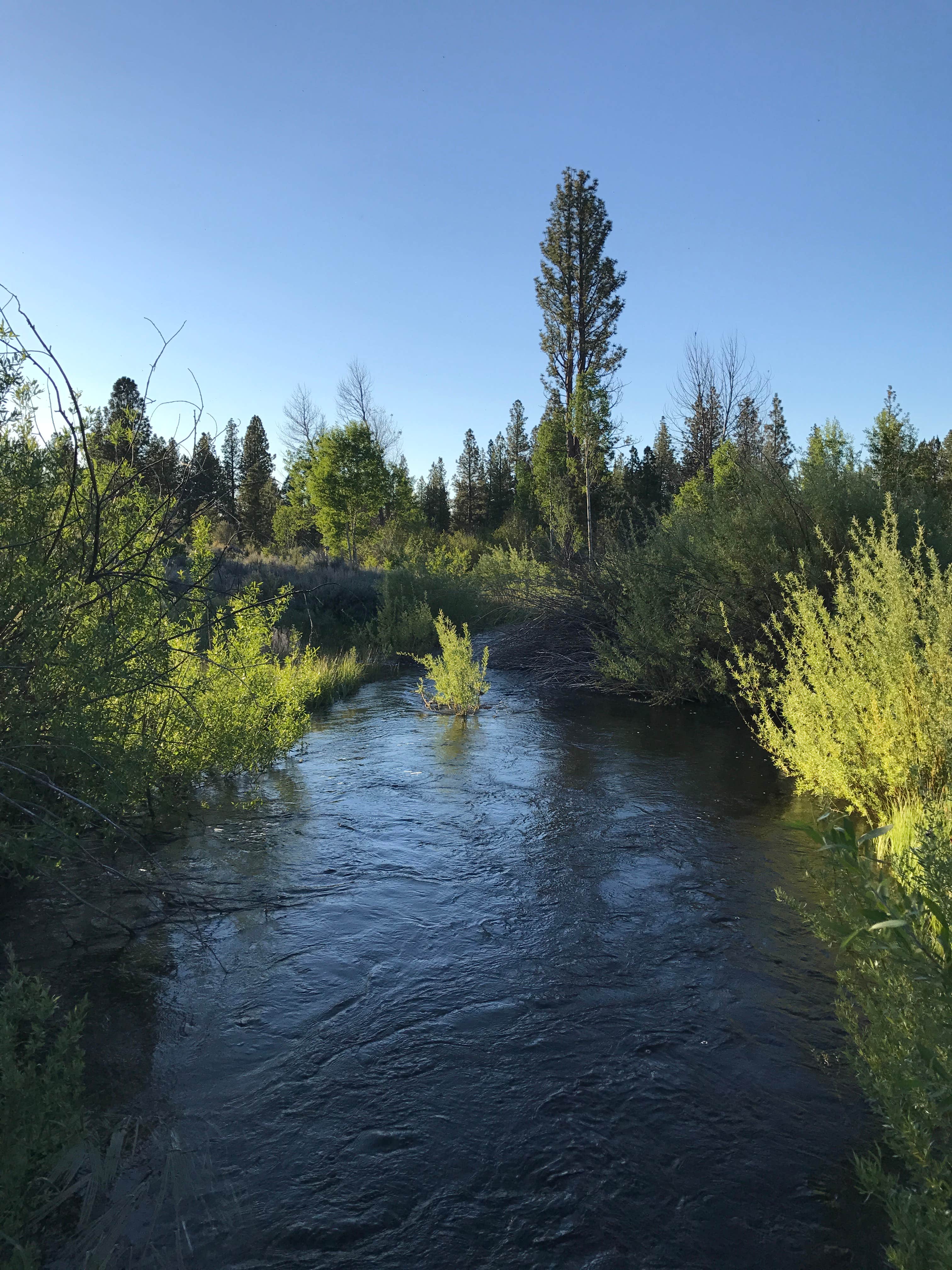 Camper submitted image from Shafter Campground - 3