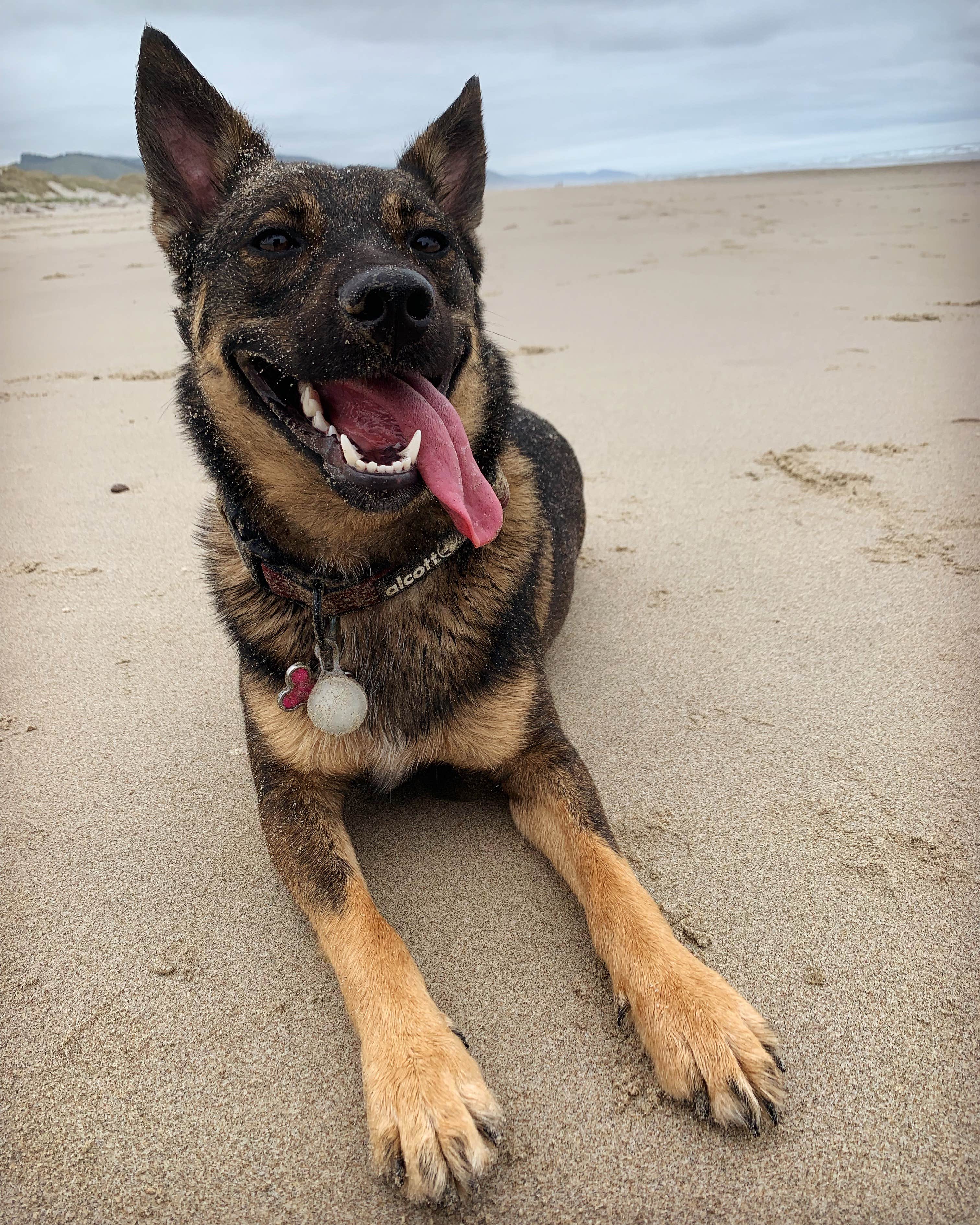 Hannah M.'s photo of camping with pets at Nehalem Bay State Park Campground near Seaside, OR