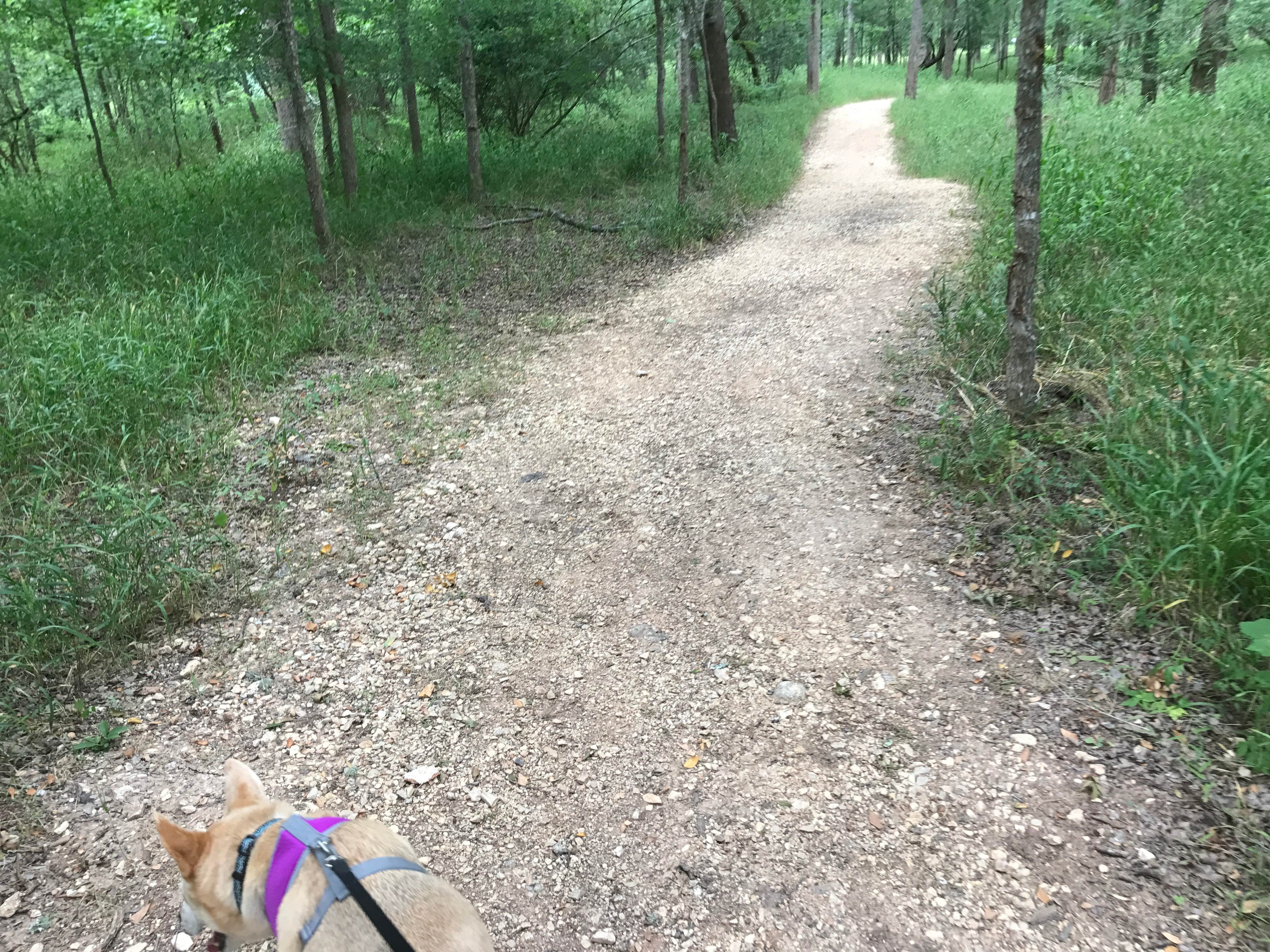 Sierra K.'s photo of camping with pets at Stephen F. Austin State Park Campground near Rosenberg, TX