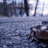 Review photo of Father Hennepin State Park Campground by Amy G., May 18, 2019