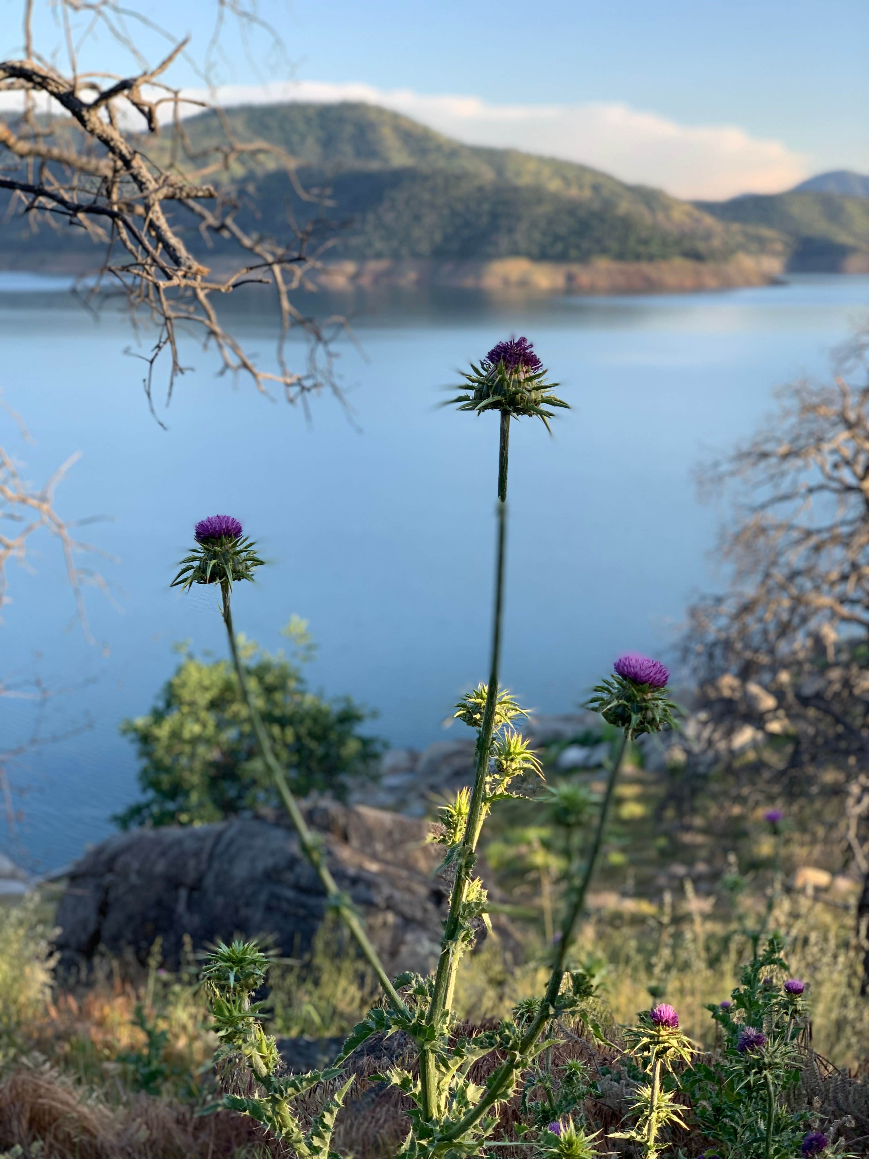 Camper-submitted photo at Pine Flat Campground near Biola, CA