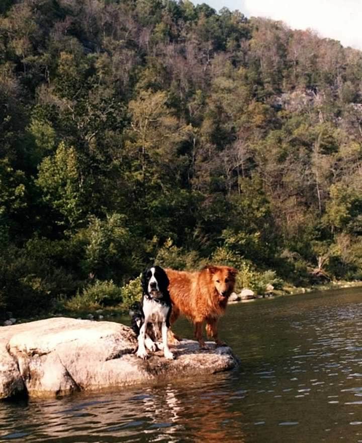 Joel R.'s photo of camping with pets at Buffalo Point — Buffalo National River near Calico Rock, AR