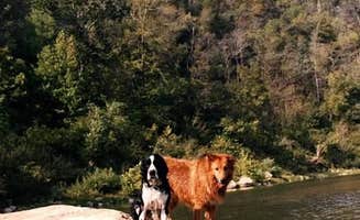 Joel R.'s photo of camping with pets at Buffalo Point — Buffalo National River near Buffalo National River