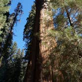 Review photo of Buckeye Flat Campground — Sequoia National Park by Amanda P., August 29, 2016