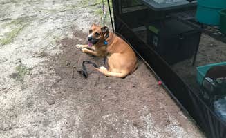 Nikki M.'s photo of camping with pets at Au Train Lake Campground near Ishpeming, MI