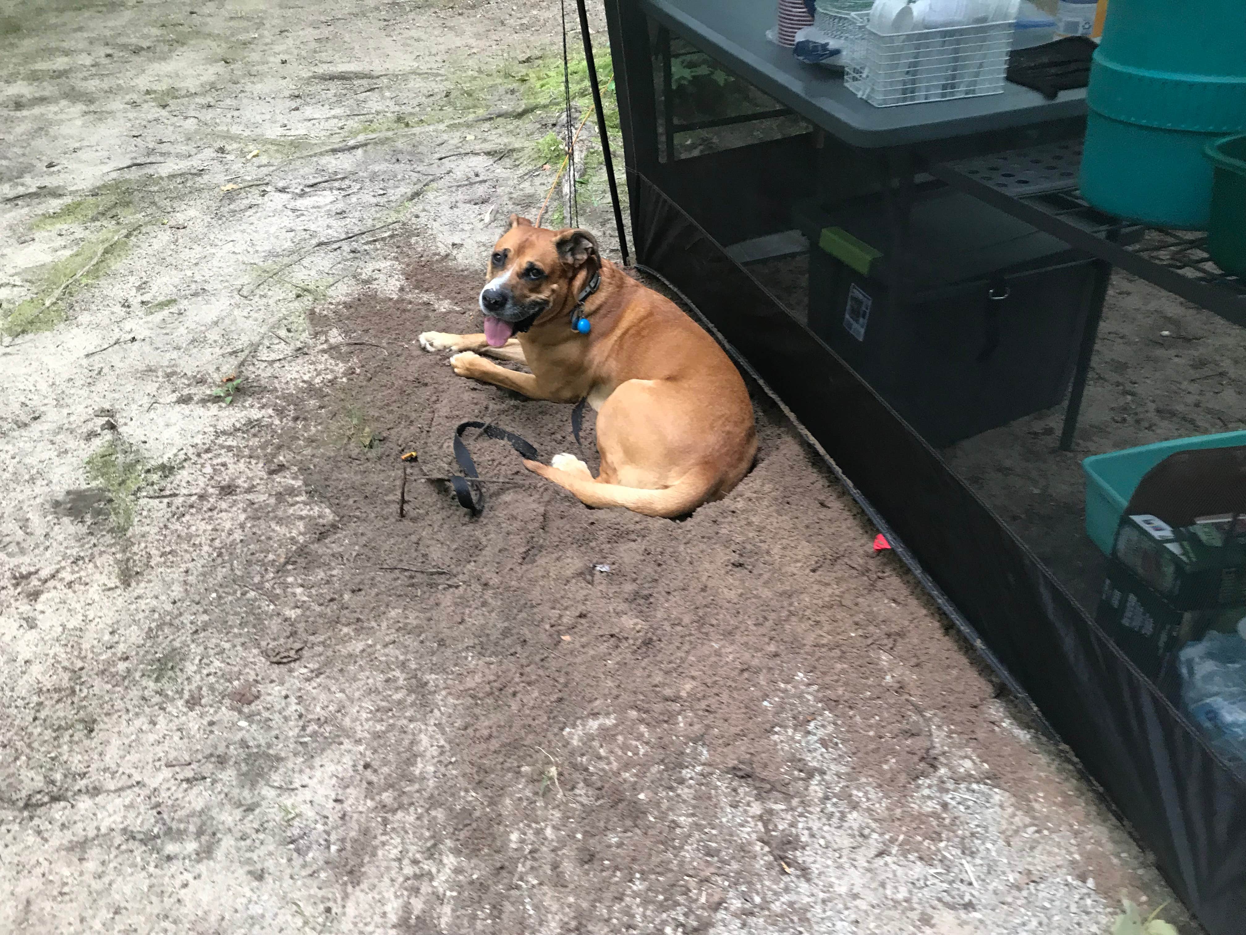 Nikki M.'s photo of camping with pets at Au Train Lake Campground near Nahma, MI