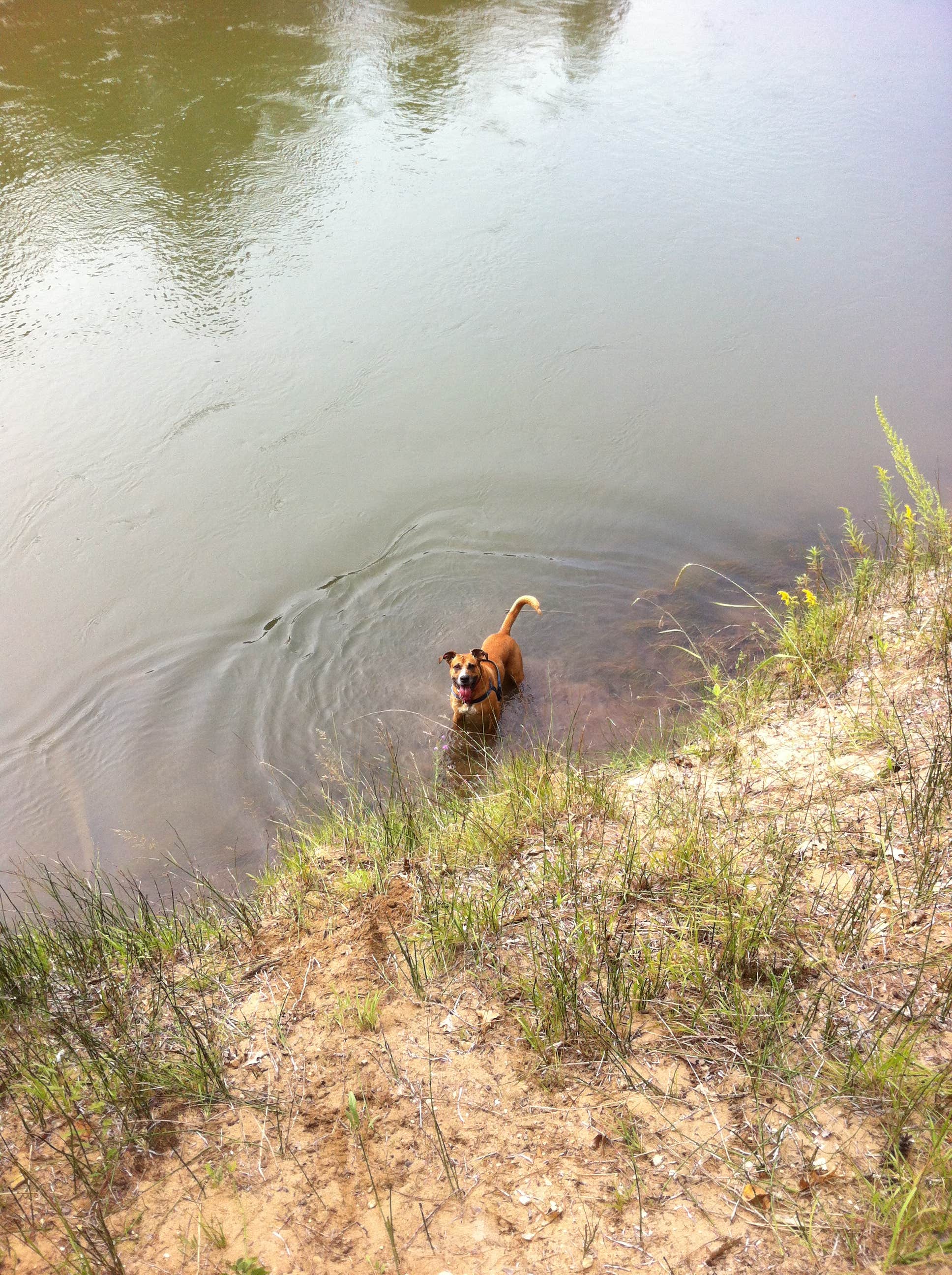 Nikki M.'s photo of camping with pets at Huron-Manistee National Forest near Glennie, MI
