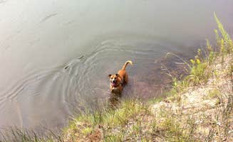 Nikki M.'s photo of camping with pets at Huron-Manistee National Forest near Glennie, MI