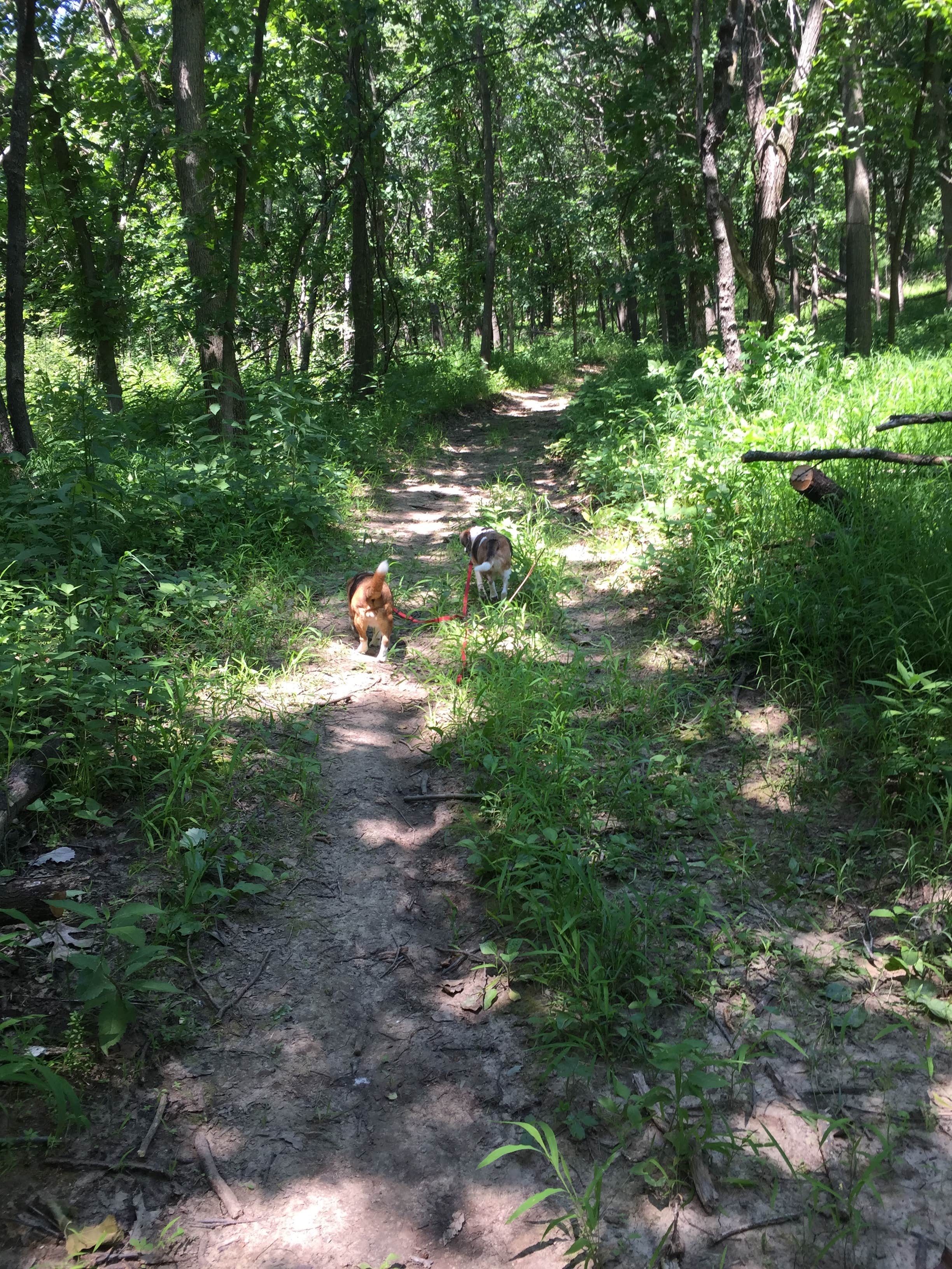 Jeanne S.'s photo of camping with pets at Ash Grove Campground — Indian Cave State Park near Maitland, MO