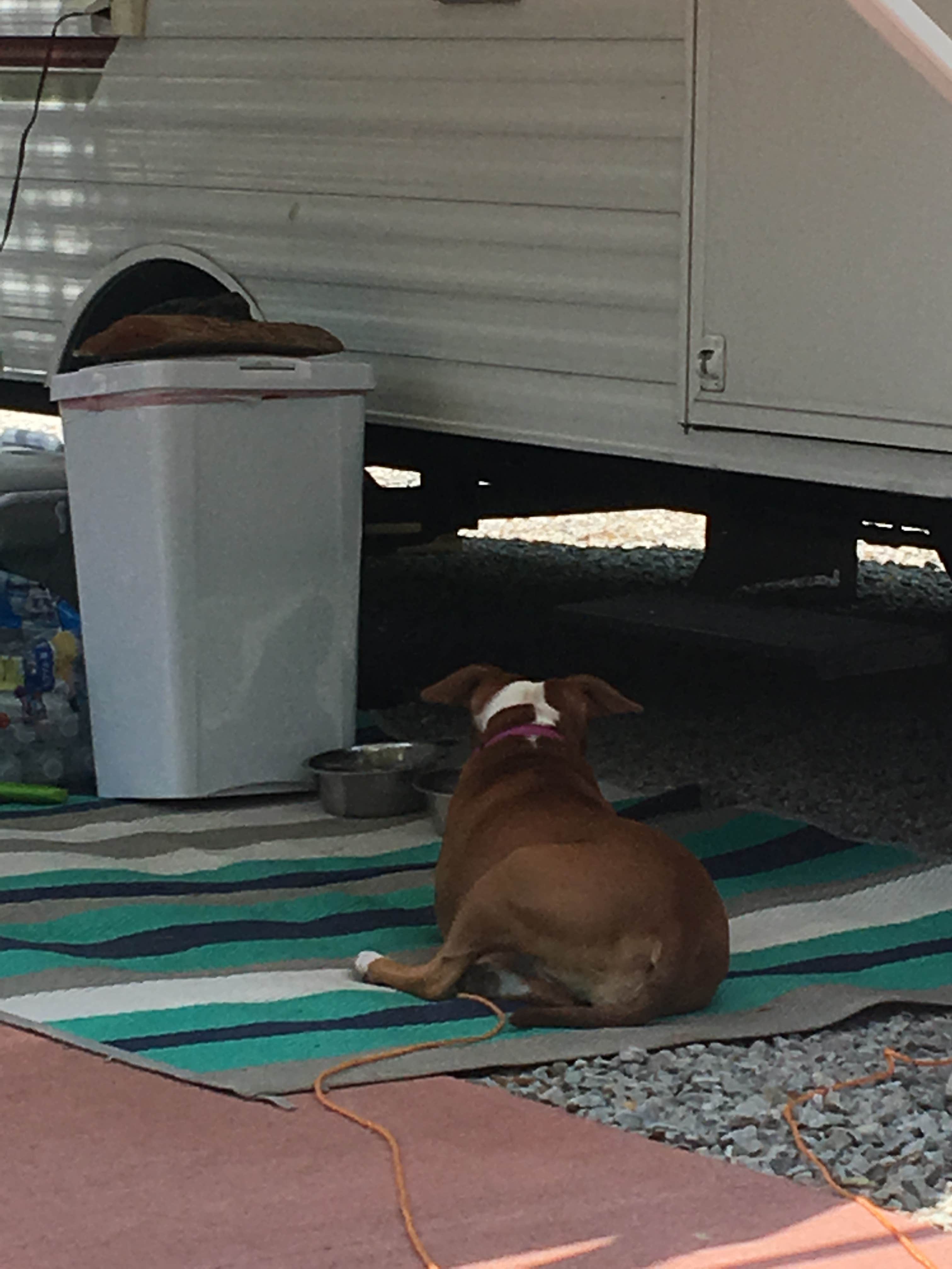 Derrick  P.'s photo of camping with pets at Brown County-Nashville KOA near Edinburgh, IN