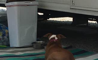 Derrick  P.'s photo of camping with pets at Brown County-Nashville KOA near Waverly, IN