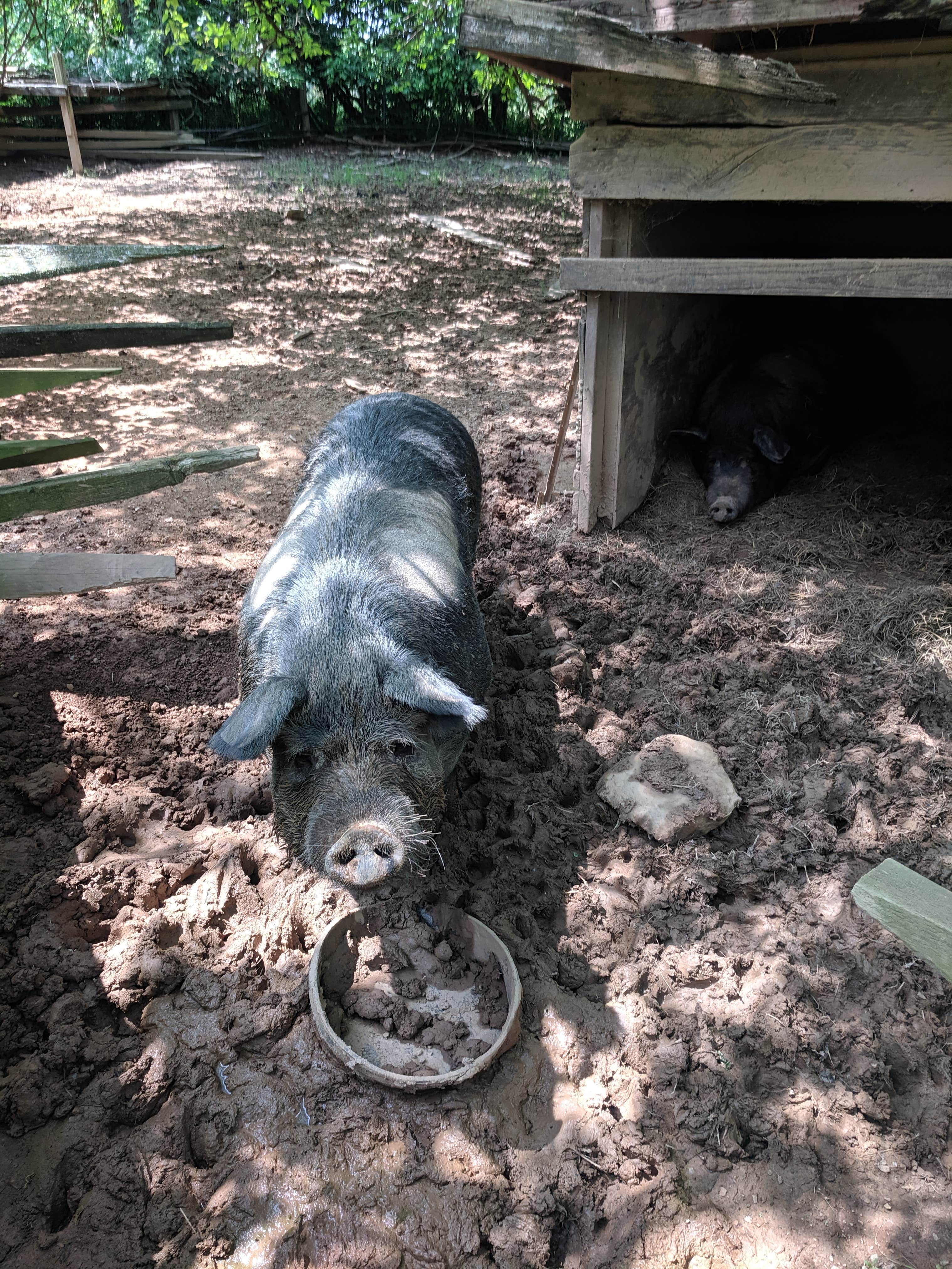 Camper-submitted photo at Button Farm near Great Falls, VA