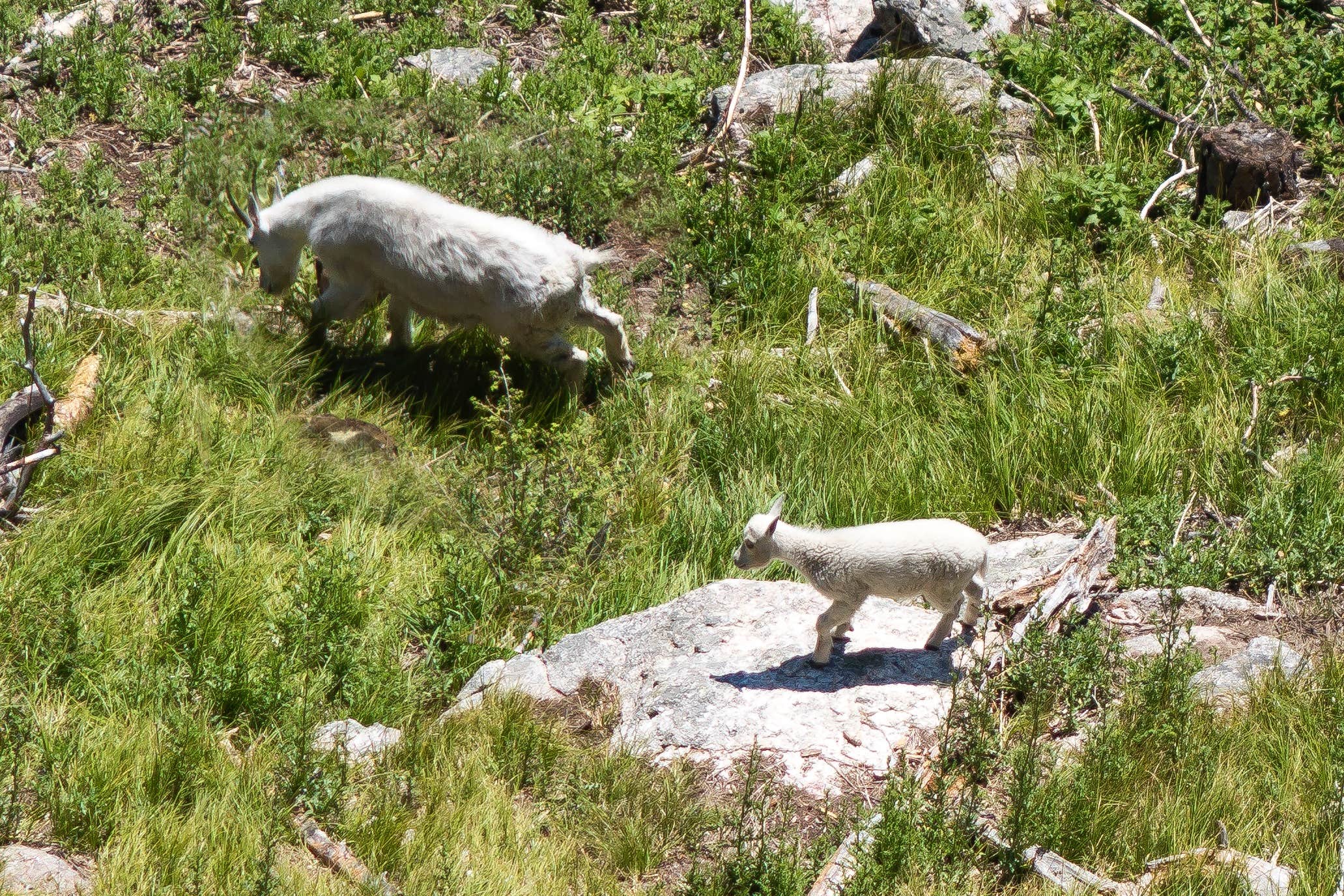 Billy B.'s photo of camping with pets at Sylvan Lake Campground — Custer State Park in South Dakota