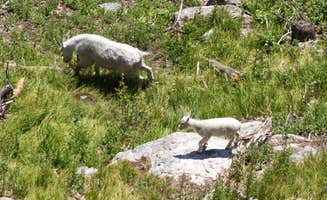 Billy B.'s photo of camping with pets at Sylvan Lake Campground — Custer State Park near Black Hills National Forest