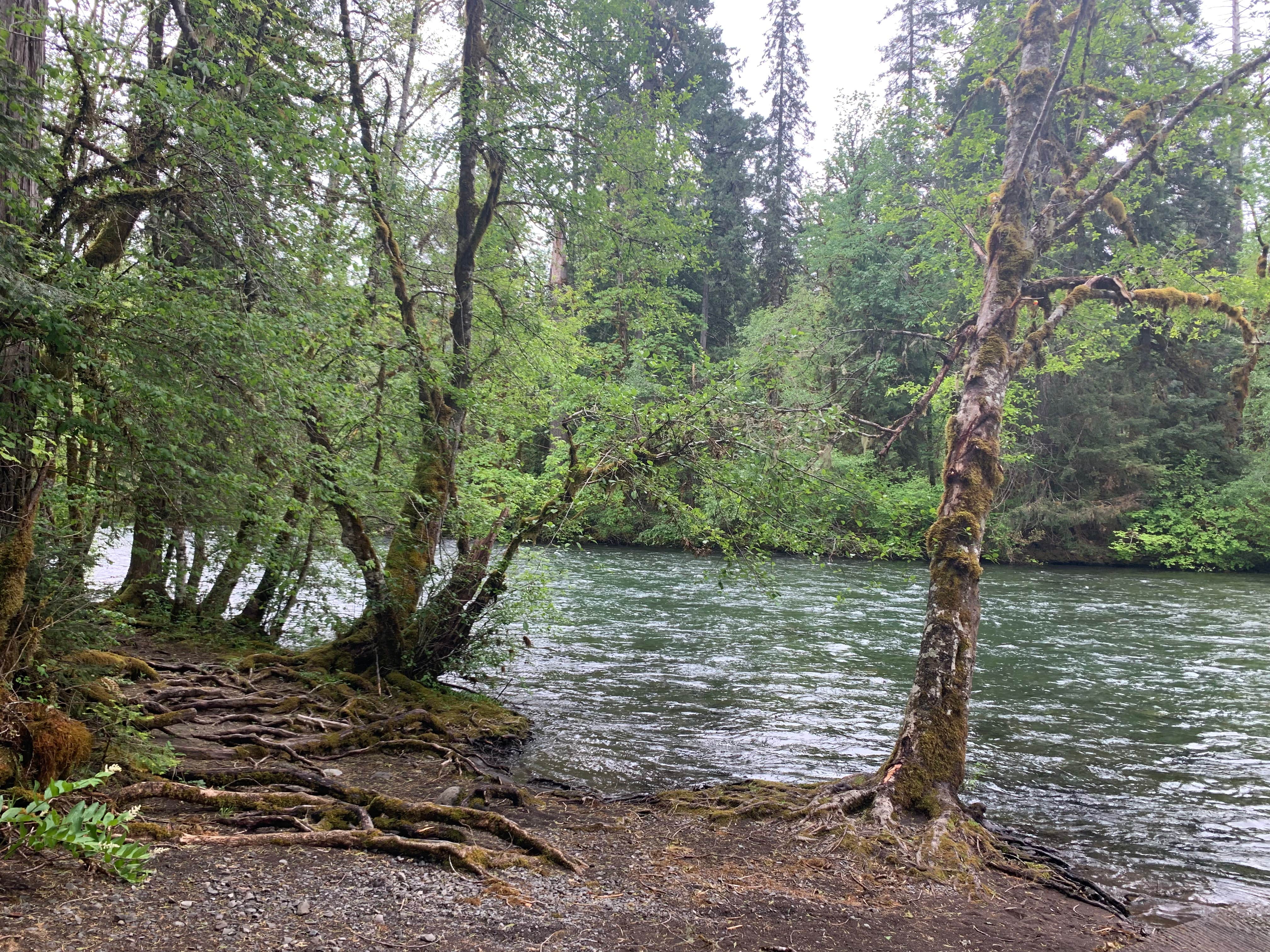 Camper submitted image from Mckenzie Bridge - 2