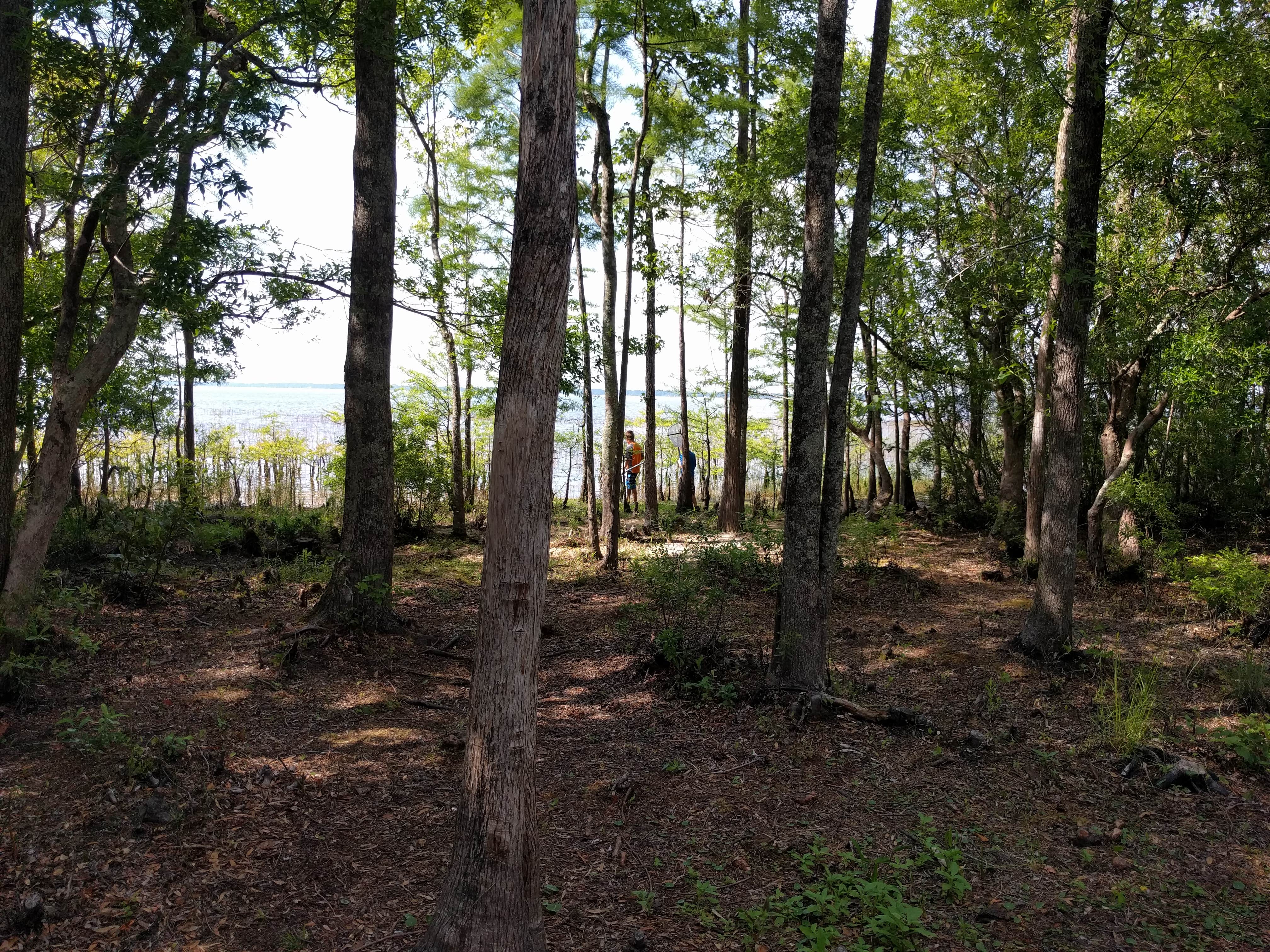 Lake Waccamaw State Park The Dyrt