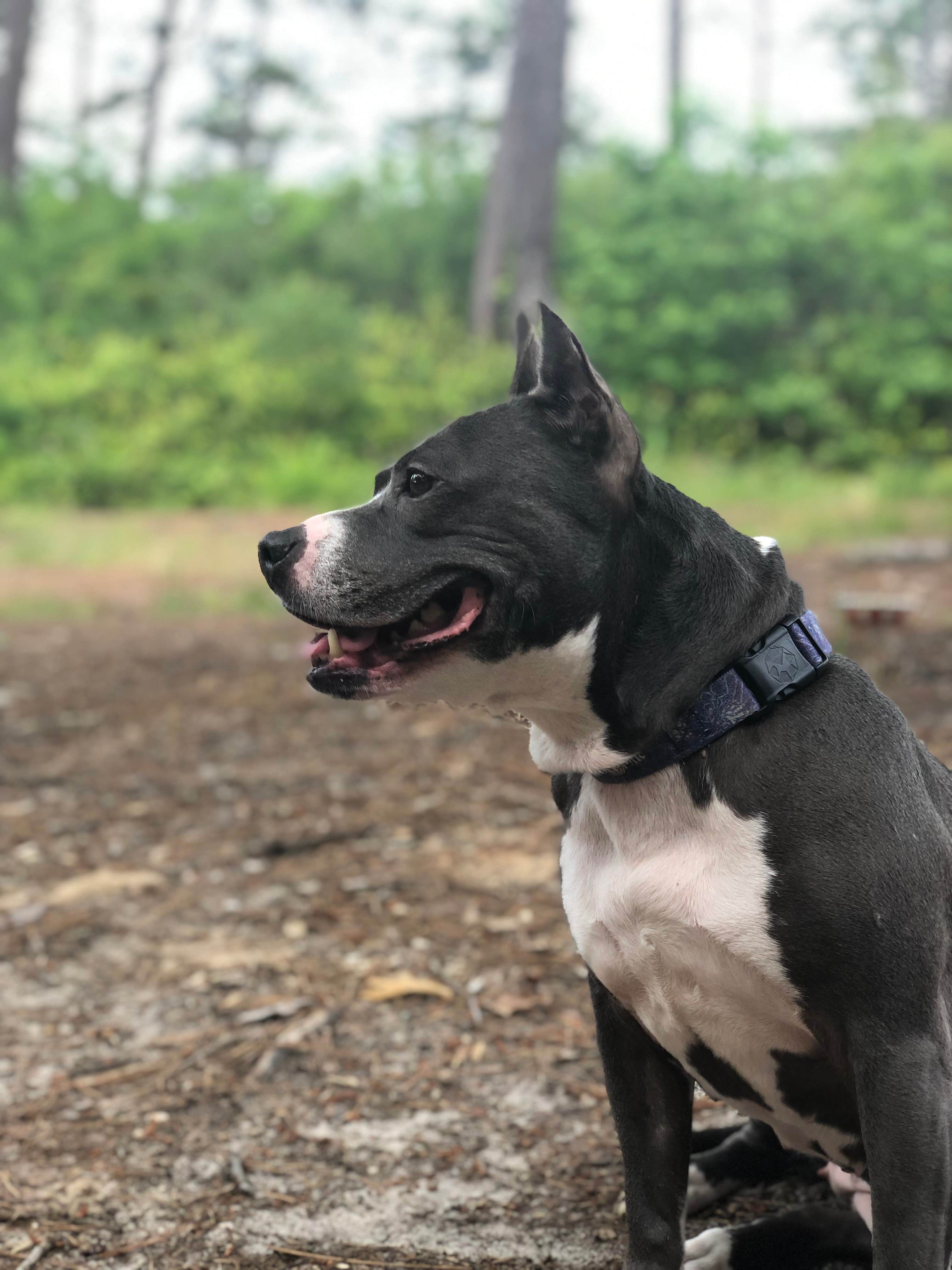 Camper-submitted photo at Sugarloaf Mountain near Rockingham, NC