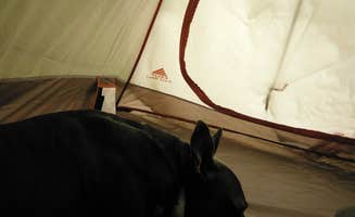 John P.'s photo of camping with pets at Dreher Island State Park Campground near Williston, SC
