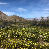Review photo of Borrego Palm Canyon Campground — Anza-Borrego Desert State Park by Elly A., May 20, 2019