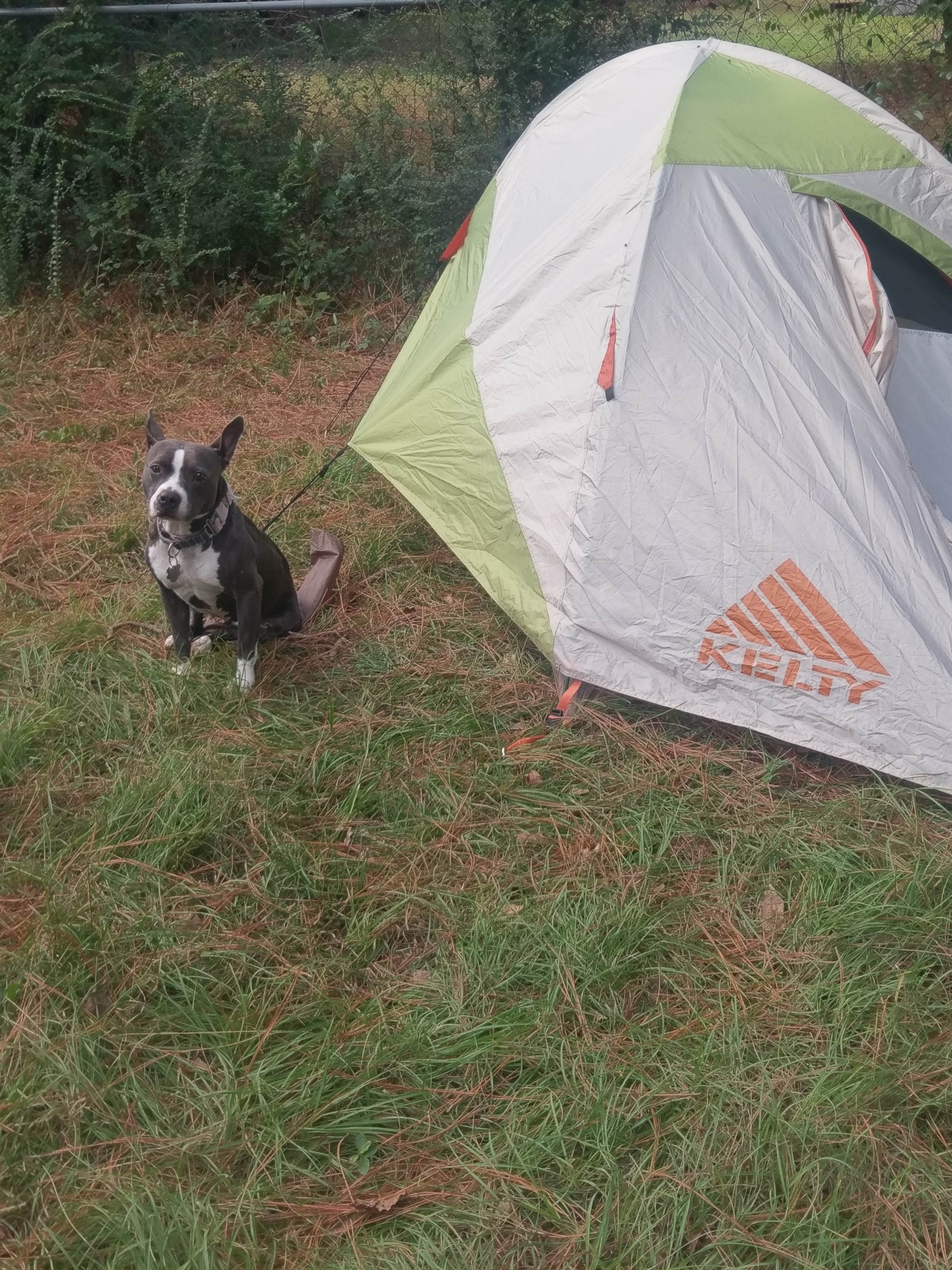 John P.'s photo of camping with pets at Asheville East KOA near Asheville, NC