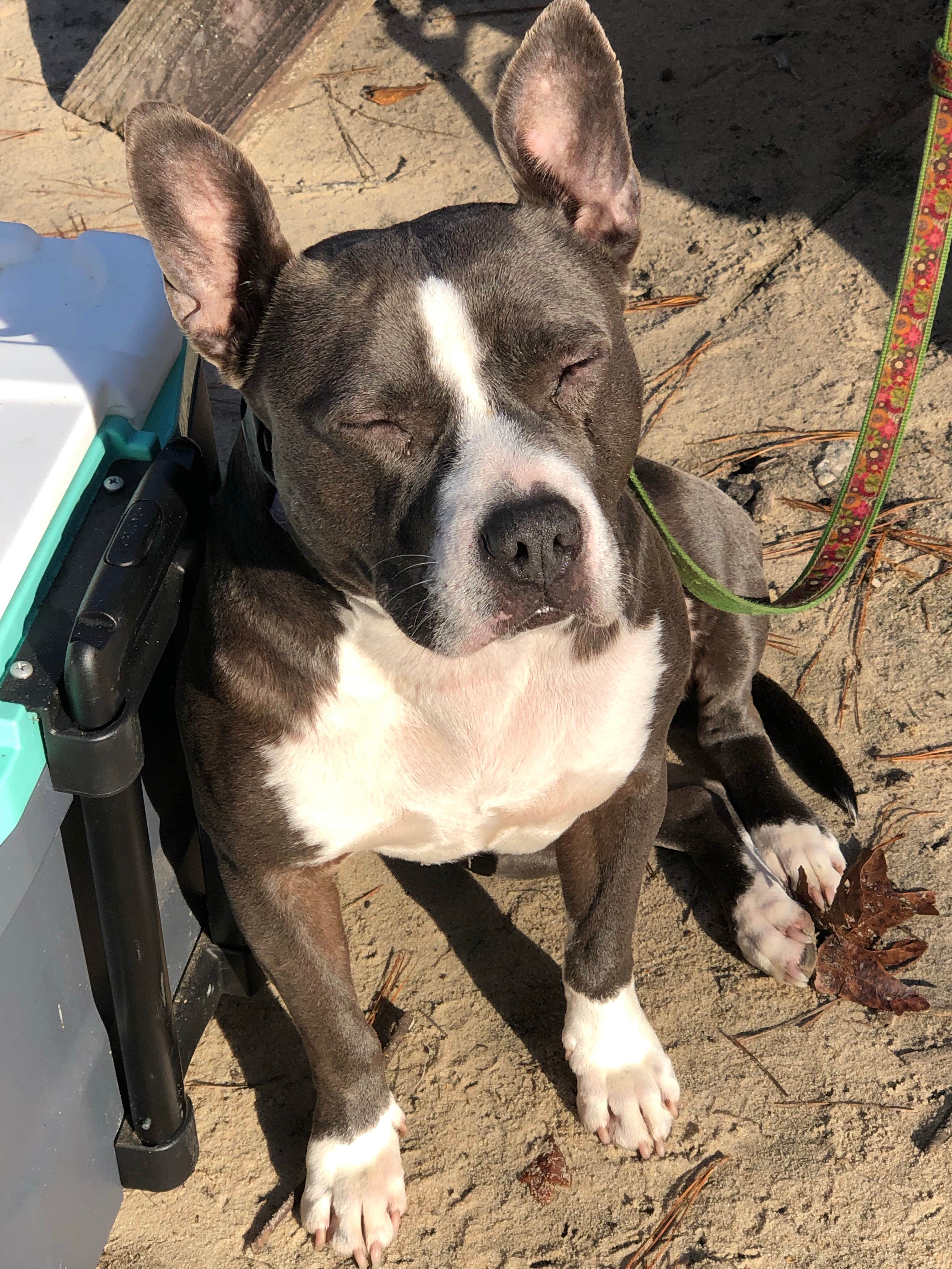 John P.'s photo of camping with pets at Lynches River County Park near Hartsville, SC