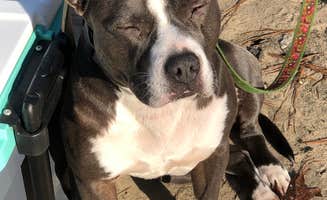 John P.'s photo of camping with pets at Lynches River County Park near Sumter, SC
