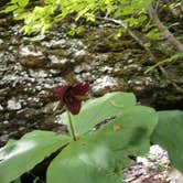 Review photo of Rock Island State Park Campground by Terry H., May 20, 2019