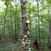 Review photo of West Virginia Adventures Campground by Michelle S., August 30, 2016