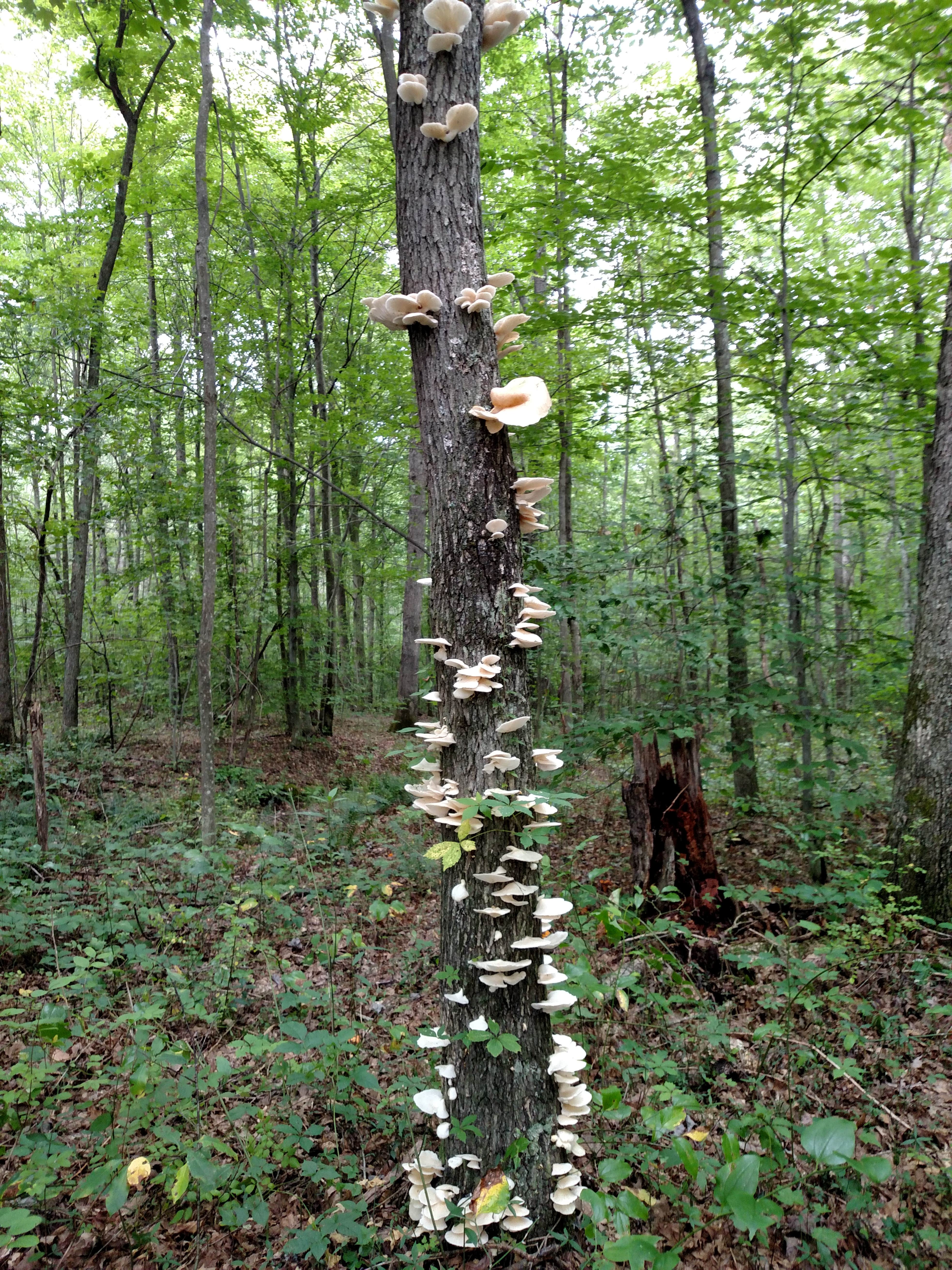 Camper submitted image from West Virginia Adventures Campground - 1