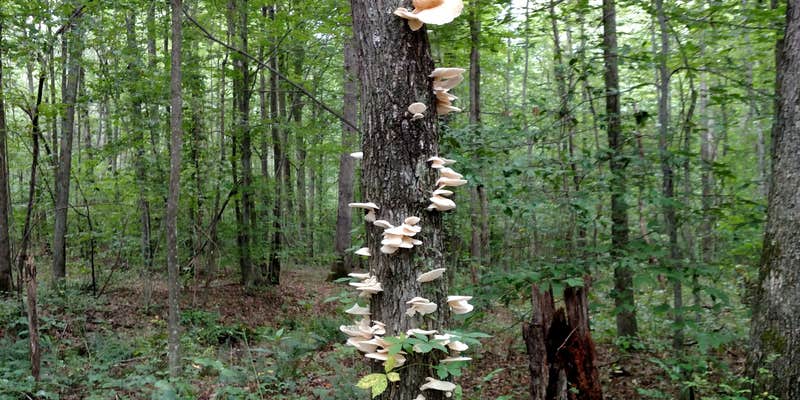 Camper submitted image from West Virginia Adventures Campground