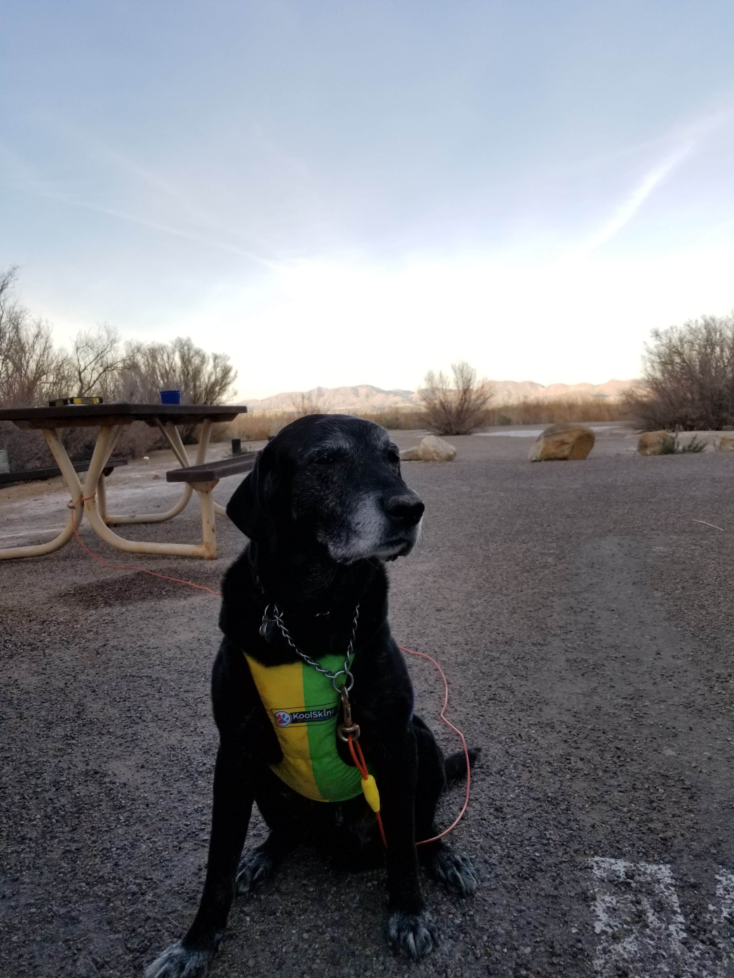 Camper submitted image from Hacienda Campground — Roper Lake State Park - 2